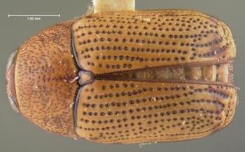Media type: image;   Entomology 24999 Aspect: habitus dorsal view